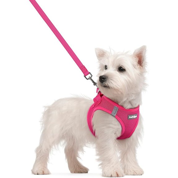 rabbitgoo Dog Harness Small Sized and Leash Set Step-in Puppy Pet Vest